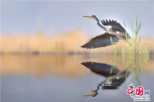 走进宁夏沙湖：感受沙水相依的独特（图）